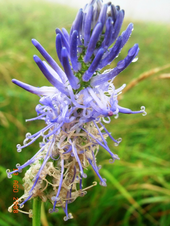Phyteuma scorzonerifolium